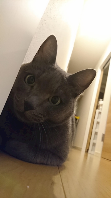 しぐれ、