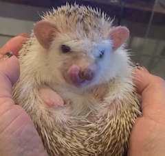 （退会ユーザー）