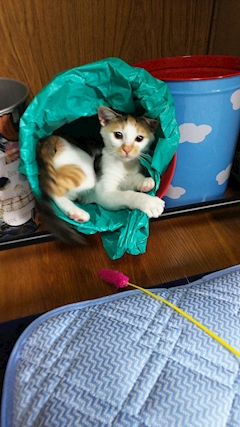 クールホワイト