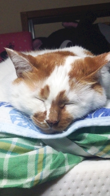 おかもさん