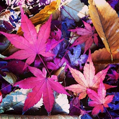 （退会ユーザー）