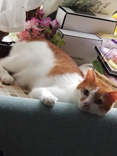 椿☆ニコニコぷん☆