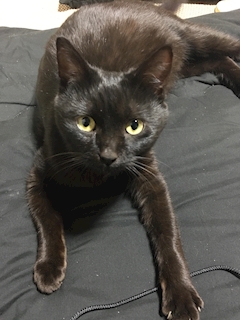 変態紳士☆かめちゃん