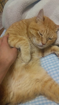 ネコ好き犬も結構好き