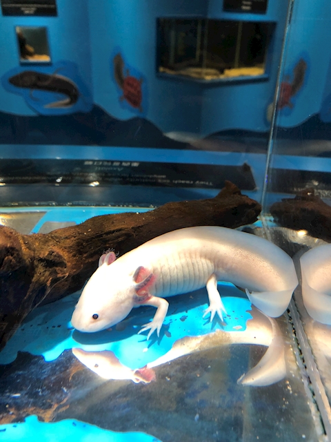 なかむらっこ