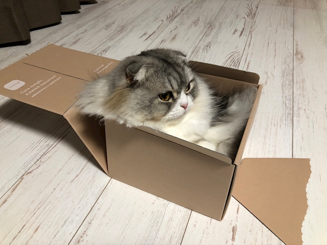 Mやん