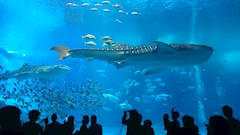 （退会ユーザー）