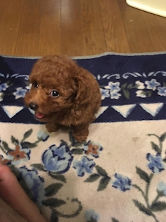 Yゆう