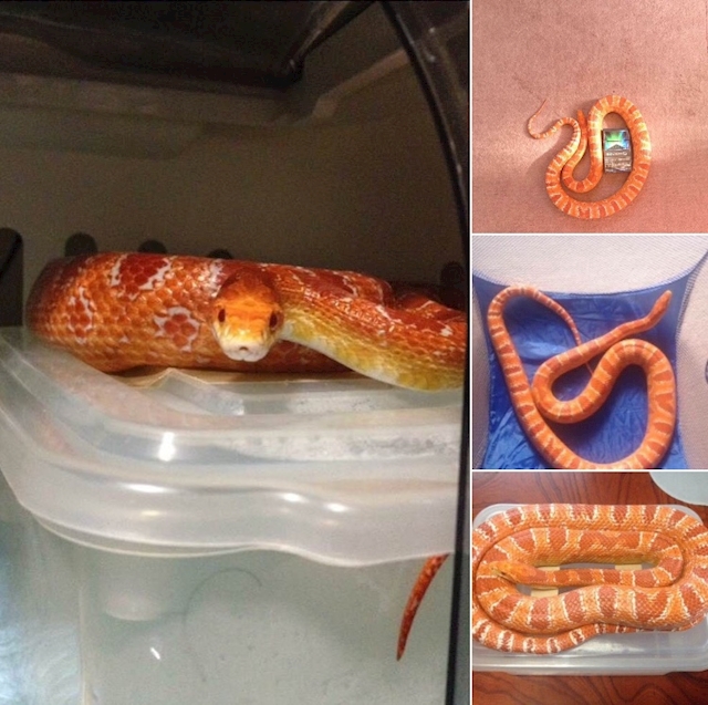 beans