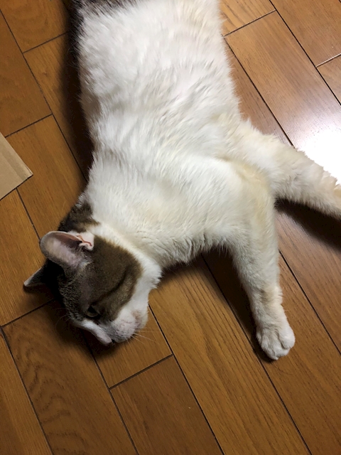 裕仁(ひーくん)