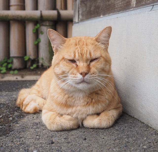 シマシマねこ