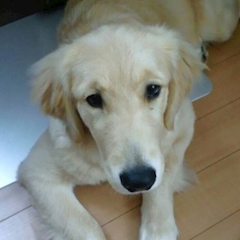 クラウザーさん