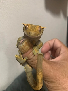 （退会ユーザー）