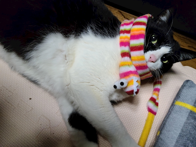 ぱちお