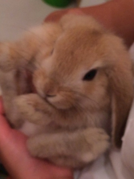 うさきち
