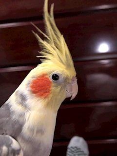 あおざめーるん