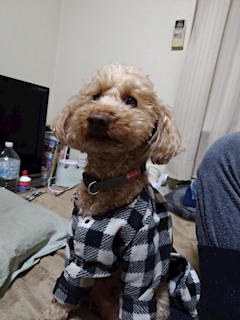 ロンくんのパパ