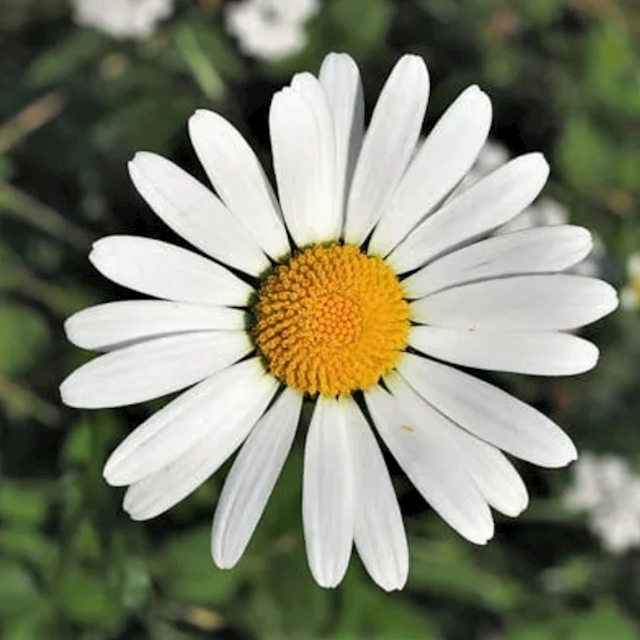 Margaret