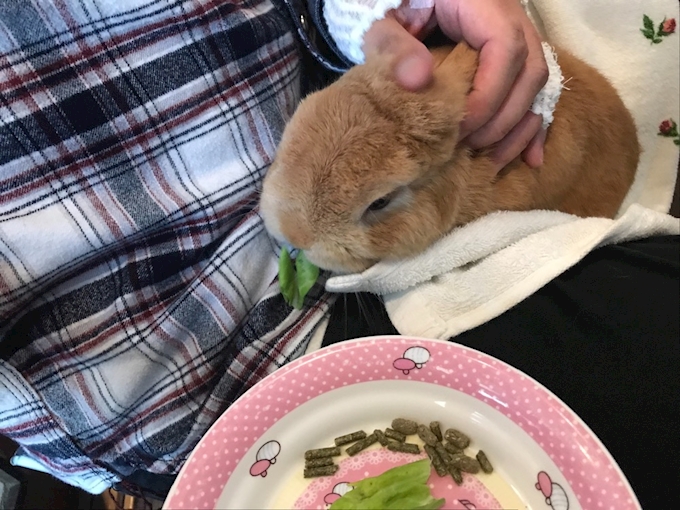 カフェ ミニヨン Cafe Mignon 吉祥寺 カフェ 喫茶 ポケパラplus