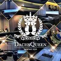 DACHS QUEEN