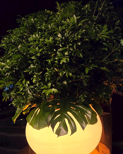 ピックアップニュース 店内の植物