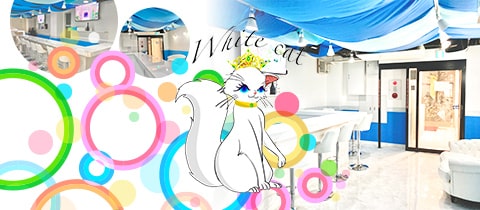 White cat・ホワイトキャット - 西新宿のコンカフェ