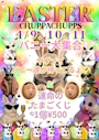 ピックアップニュース 🐰イースターイベント🐰