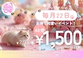 猫の日イベント!!