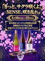 ピックアップニュース 🌸「きっと、サクラ咲くよ。」 SENSE、咲き乱れ。