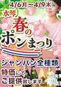 ピックアップニュース 【4/6～9】春のポンまつり🍾🌸