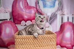 熱男様🐱感謝デー❤️セット2500円