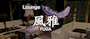 ピックアップニュース 2025年2月GRAND OPEN - Lounge 風雅 -