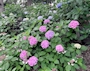 ピックアップニュース ちな、紫陽花に感動