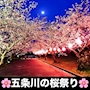 ピックアップニュース 🌸『五条川の桜祭り奨励イベント』🌸