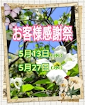 ピックアップニュース 本日5/13(水)  🌟🍀【お客様感謝祭】🌱🌟 開催します⭐