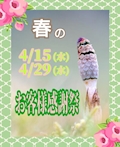 ピックアップニュース 🌟🌸【お客様感謝祭】🌱🌟4/29(水)開催します⭐