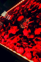 Girl’s BAR BURLESQUE・バーレスク - 千葉・富士見町のガールズバー 店舗写真