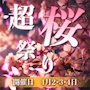 ピックアップニュース 超！桜まつり！