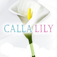 CALLA LILY