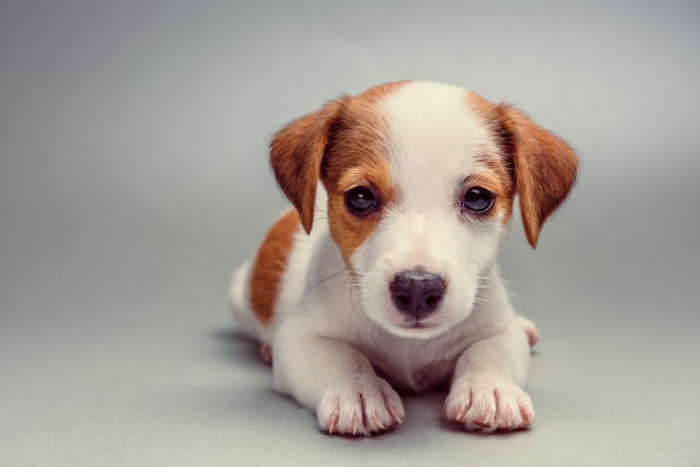 子犬
