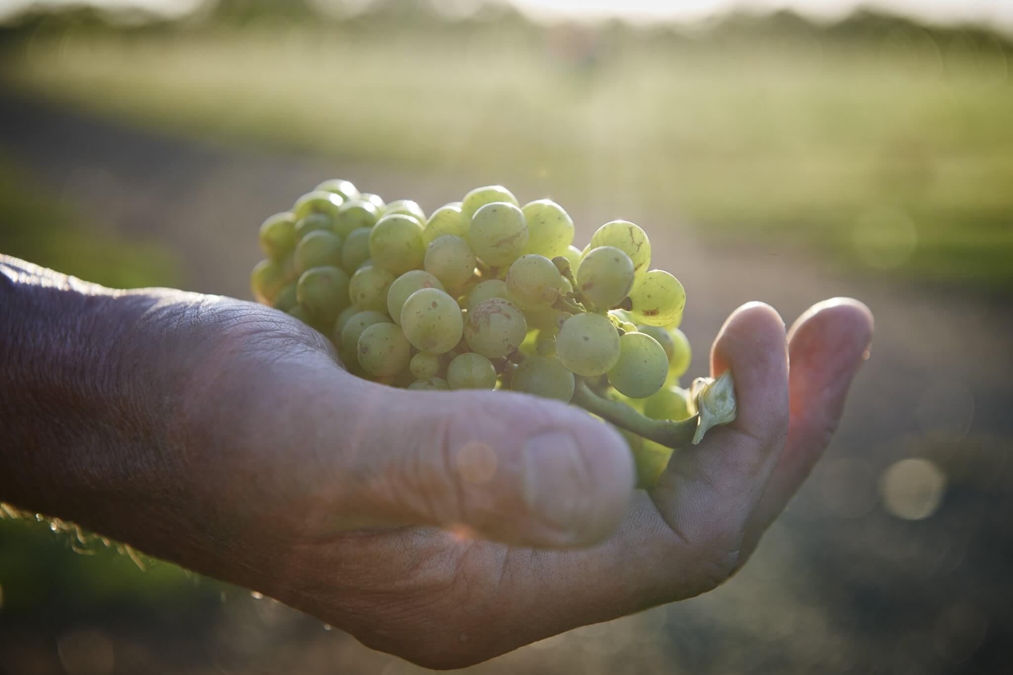 モエ・エ・シャンドンブドウ
